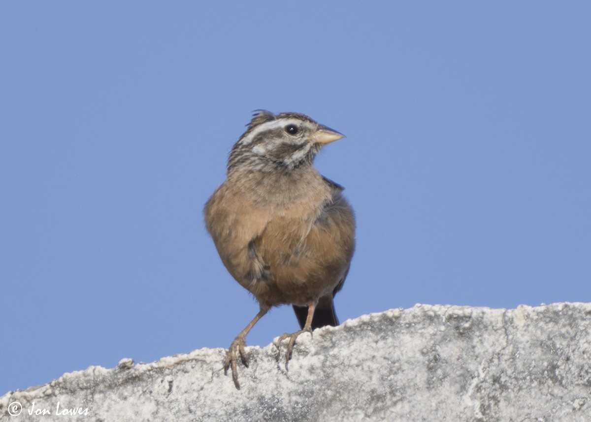 ravinespurv - ML646861480