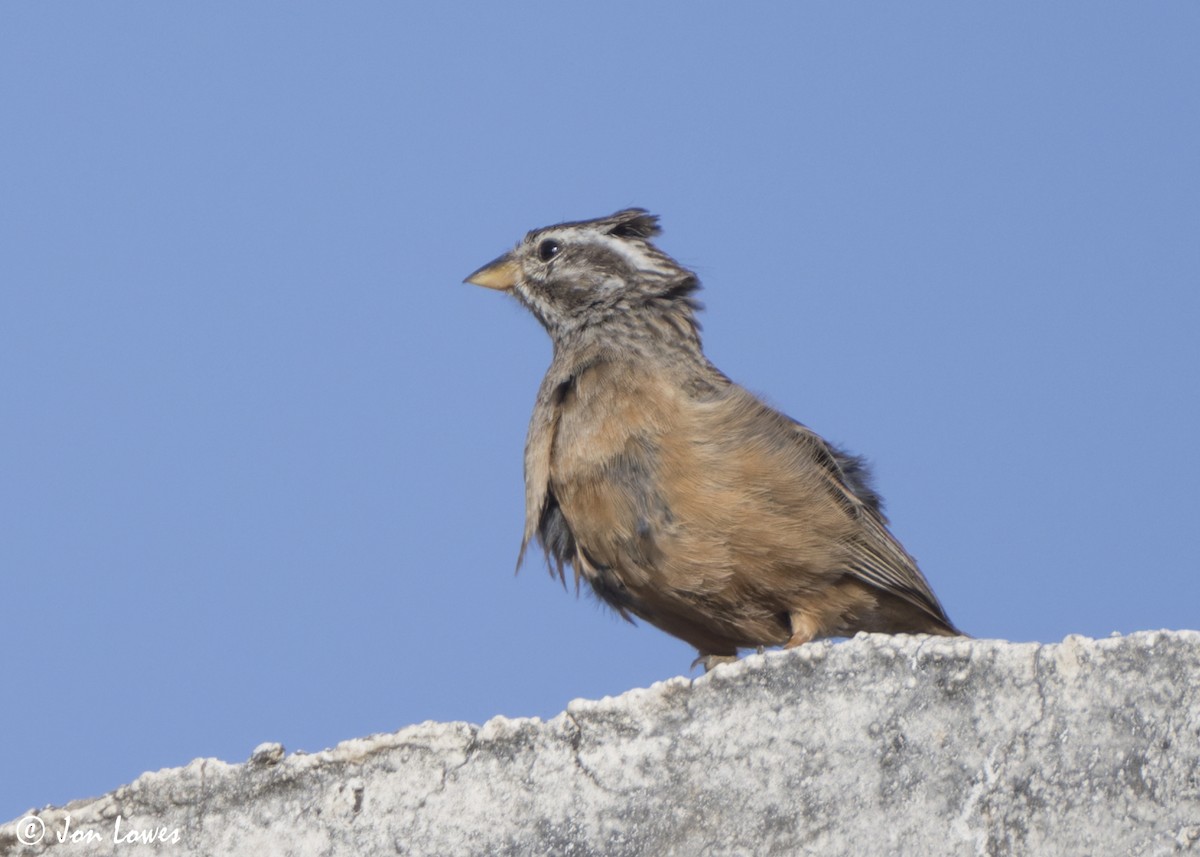 ravinespurv - ML646861481