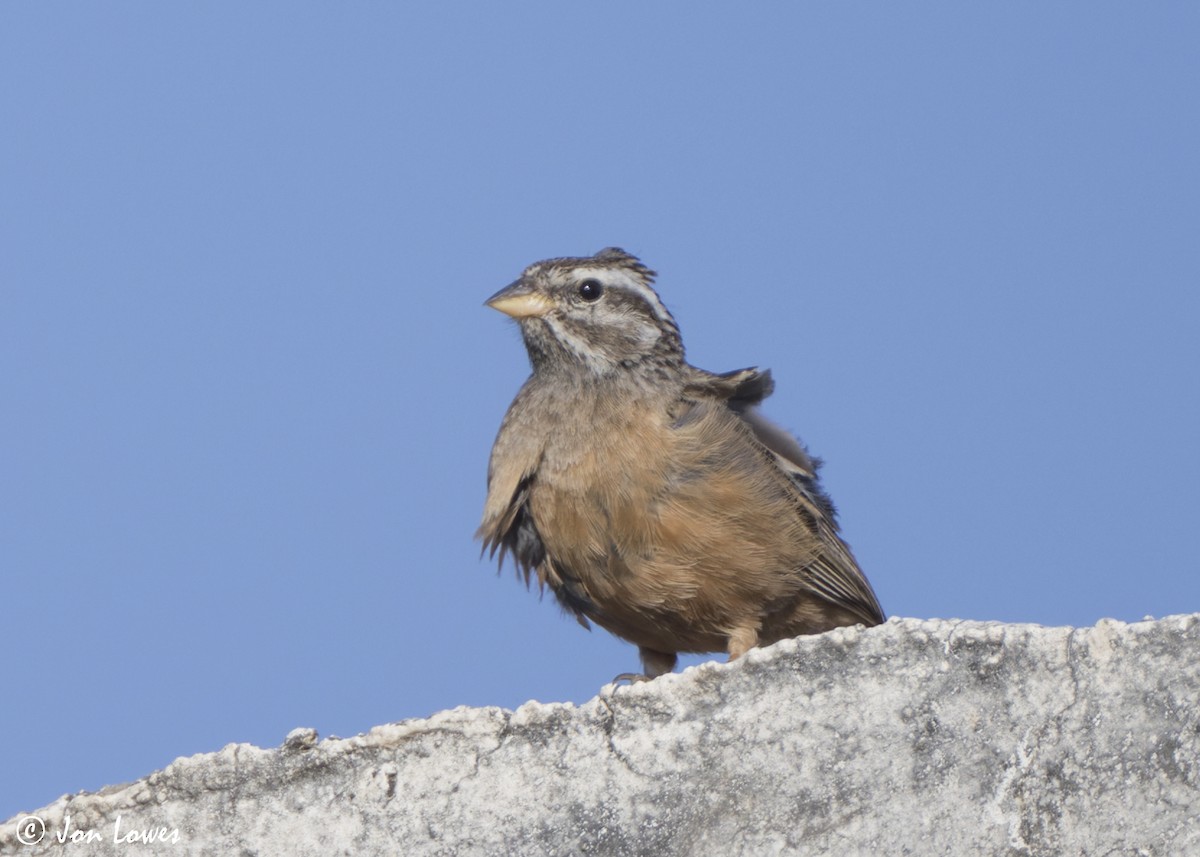 ravinespurv - ML646861482