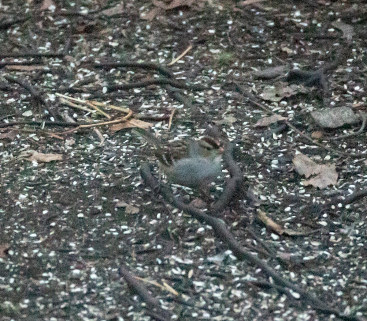 White-crowned Sparrow - ML646861483