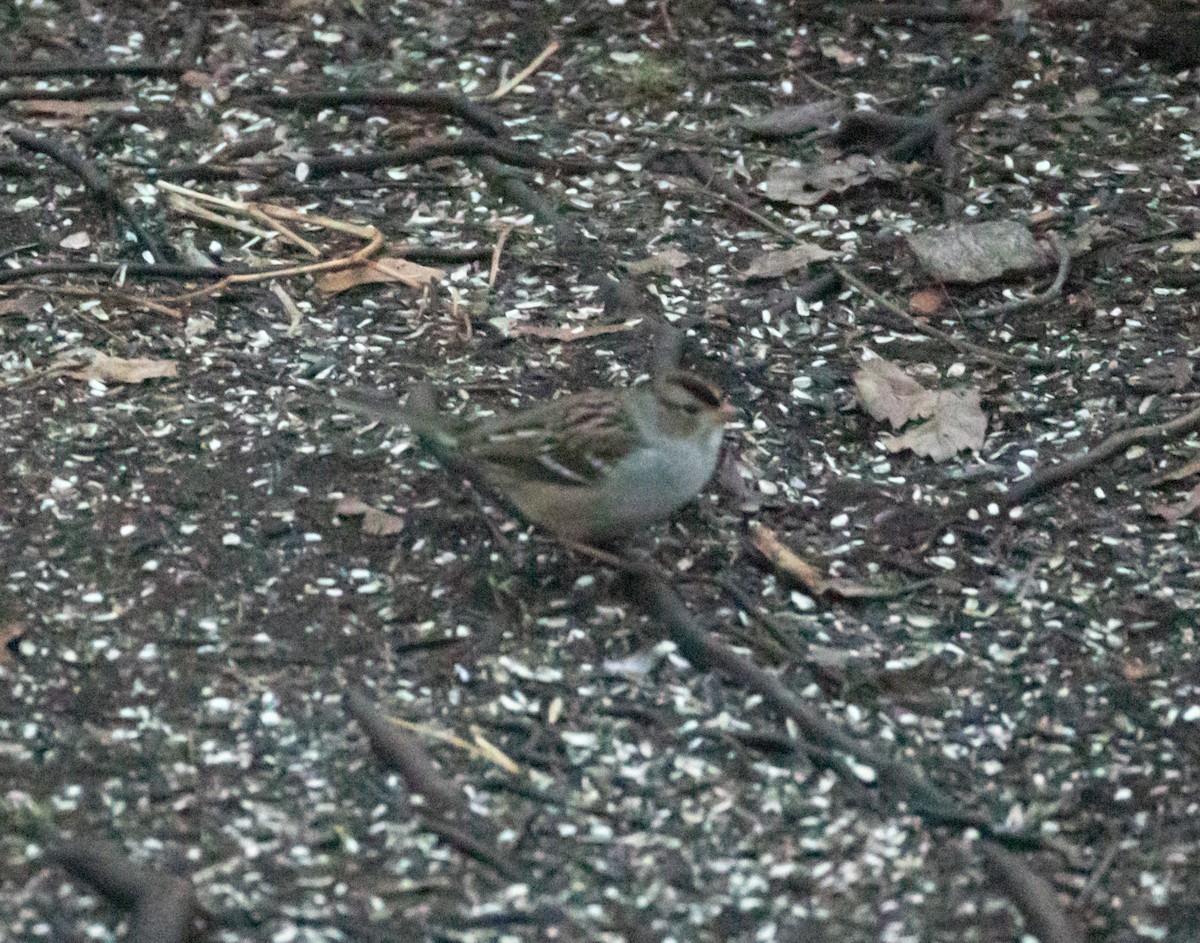 White-crowned Sparrow - ML646861484