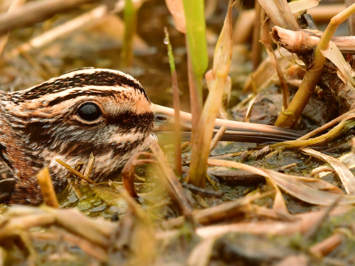 Jack Snipe - ML646861487