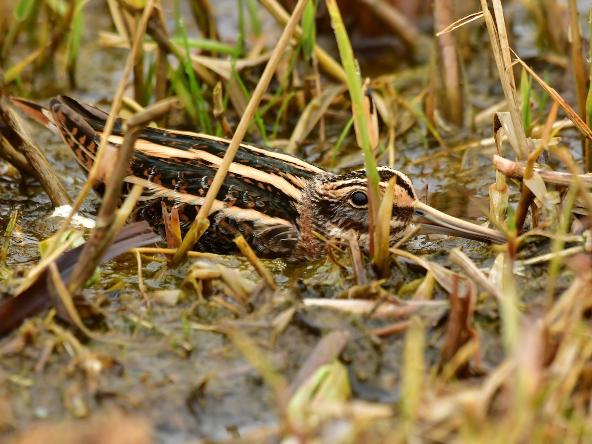 Jack Snipe - ML646861490
