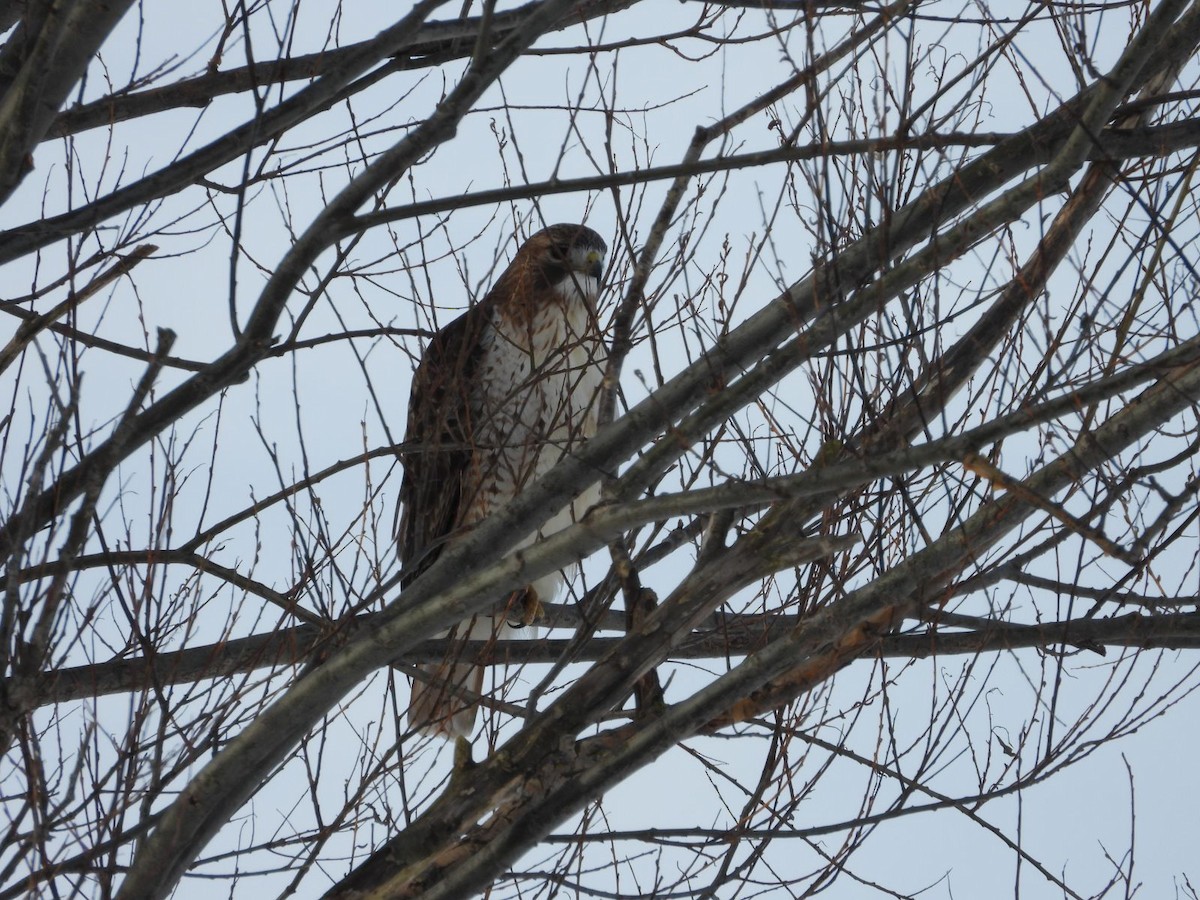 Канюк неоарктичний - ML646861494