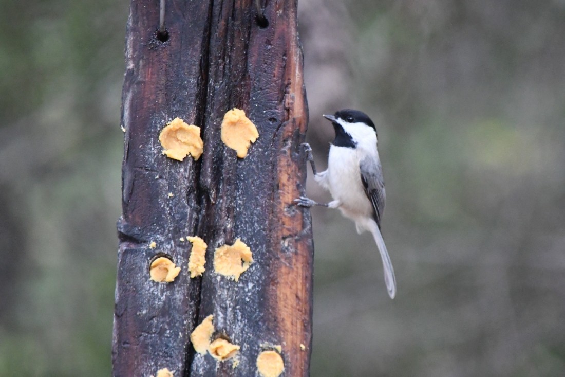 Carolina Chickadee - ML646861495