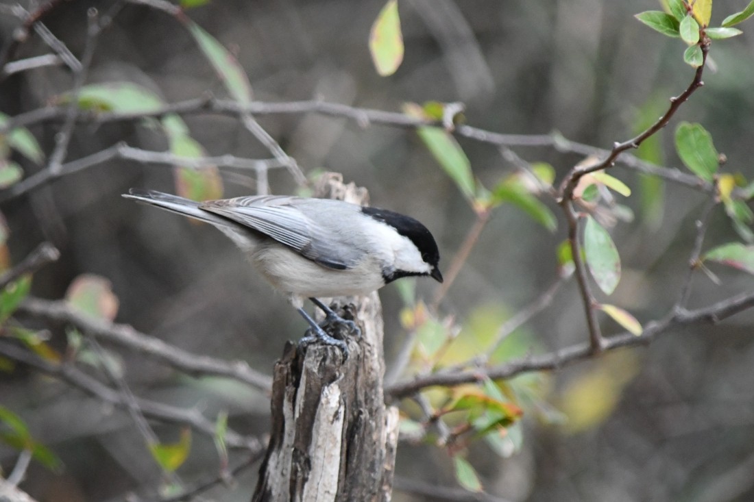 Carolina Chickadee - ML646861496