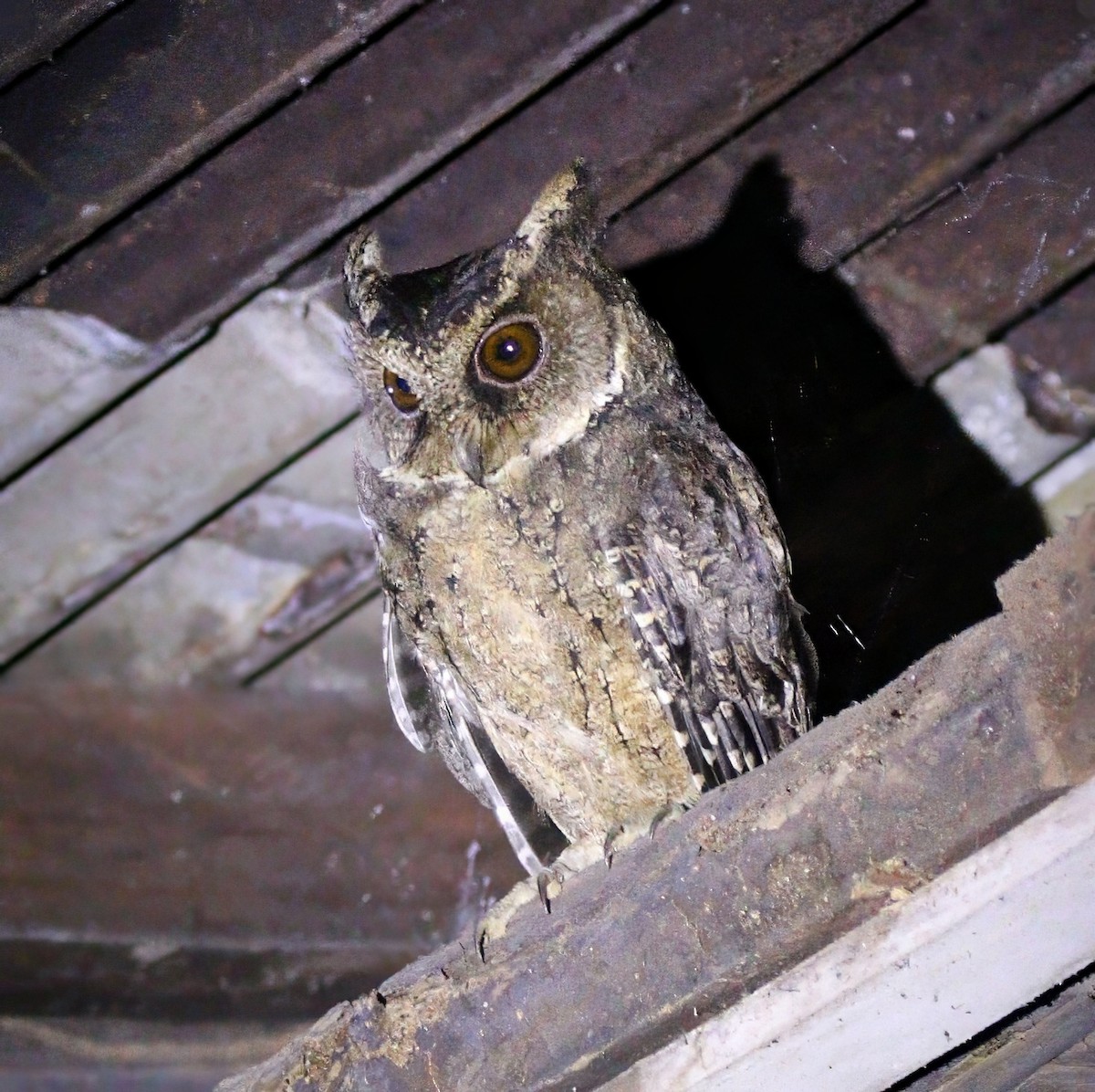 Petit-duc d'Everett - ML646861498