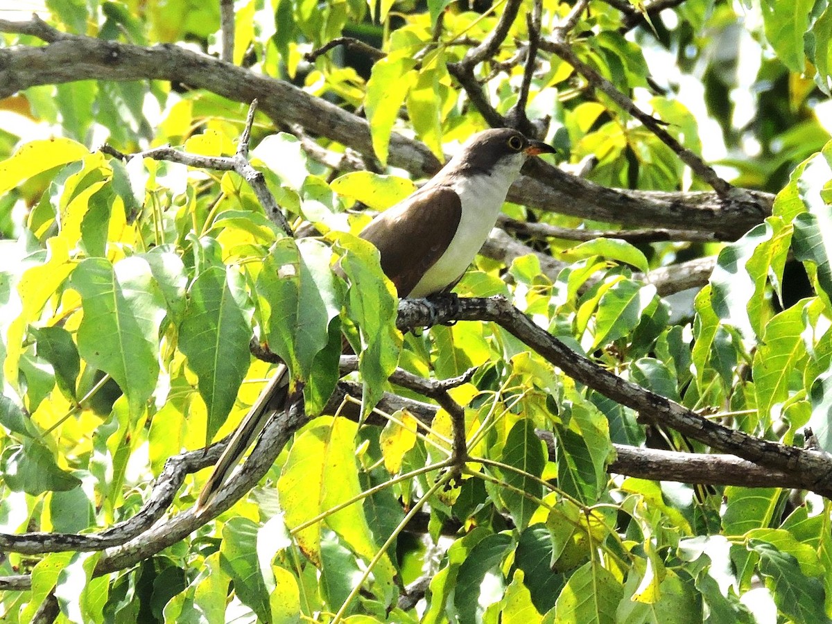 Cuclillo Piquigualdo - ML646861500