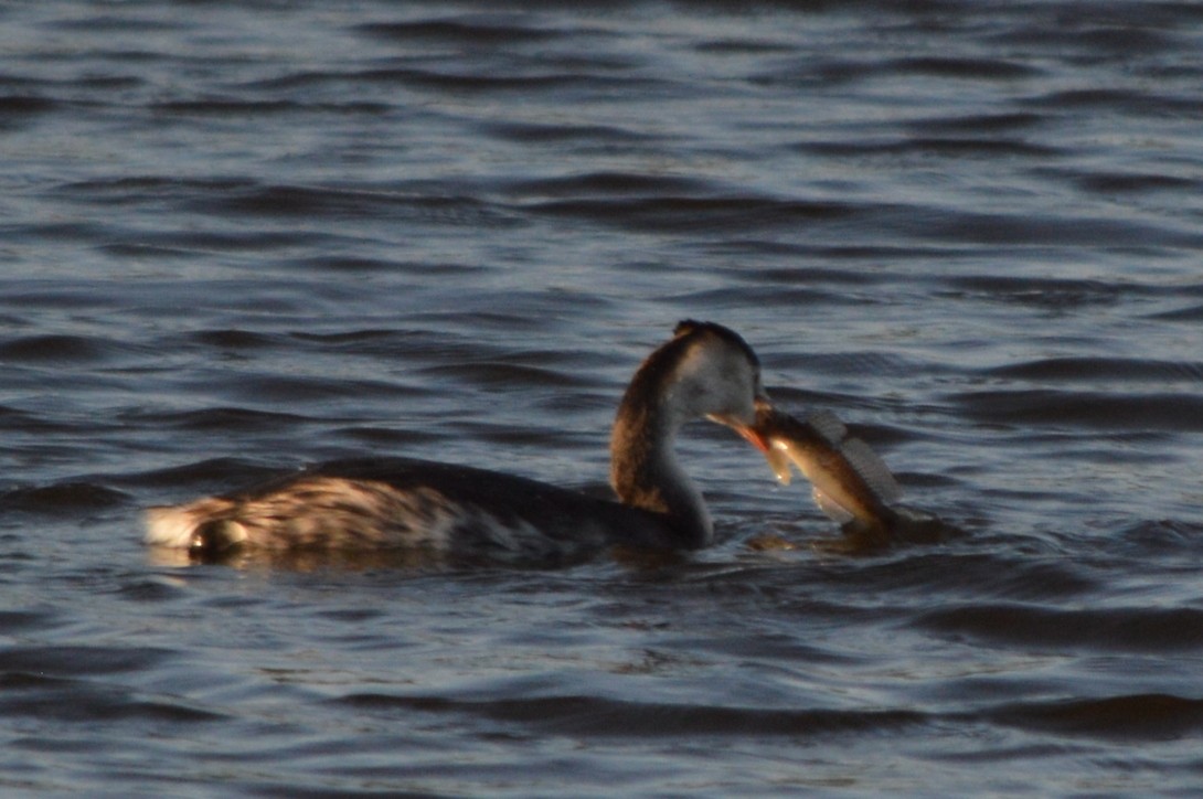 Svasso maggiore - ML646861502