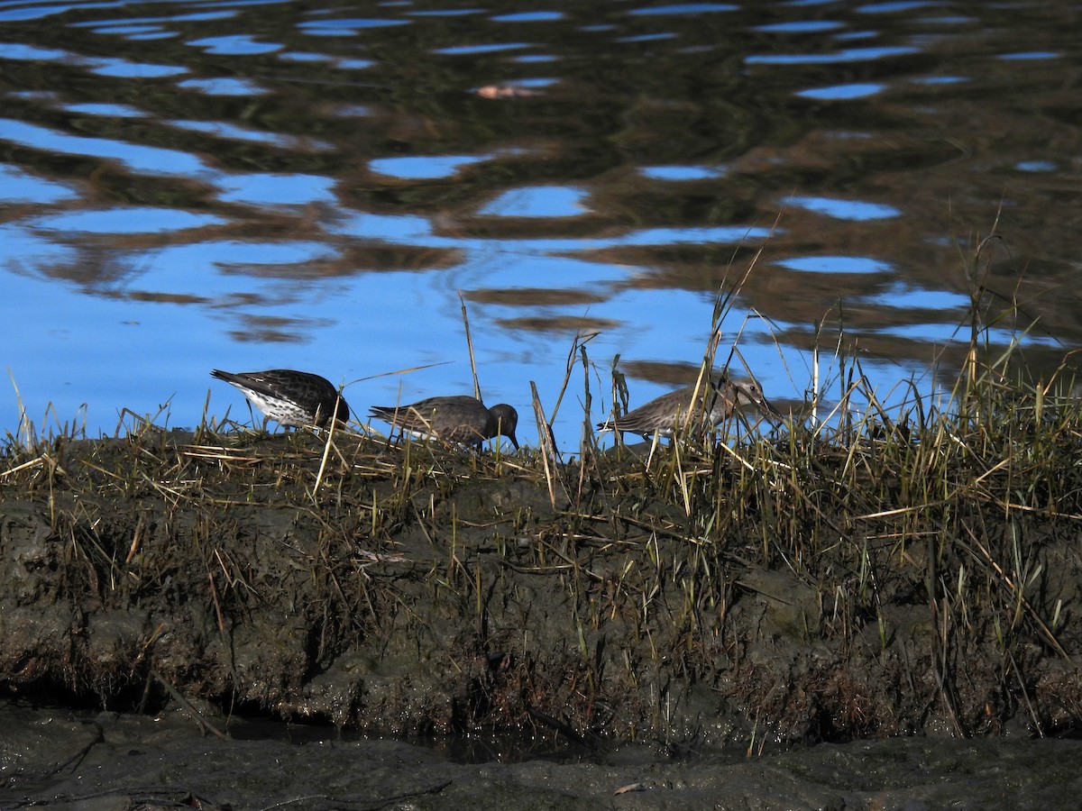 klippesnipe - ML646861505