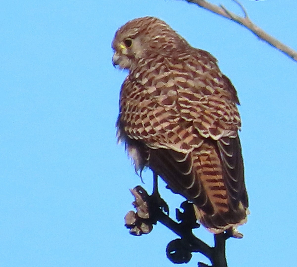 tårnfalk - ML646861507