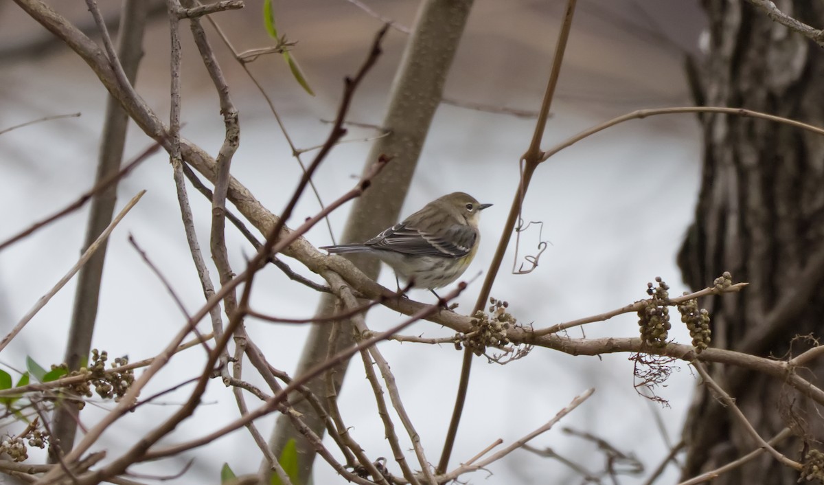 Taçlı Ötleğen - ML646861508