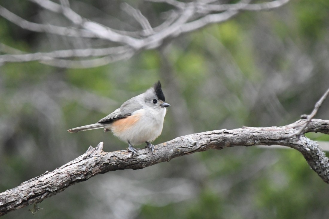 Black-crested Titmouse - ML646861510