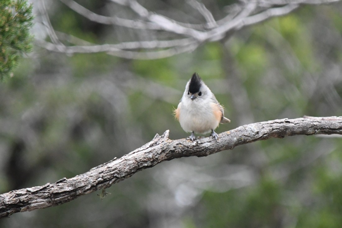 Black-crested Titmouse - ML646861511