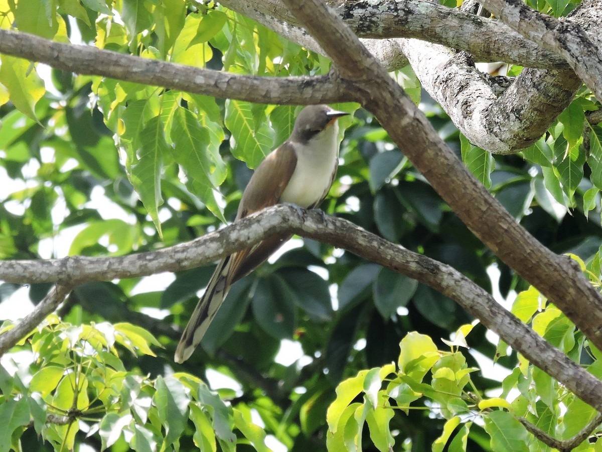 Cuclillo Piquigualdo - ML646861512