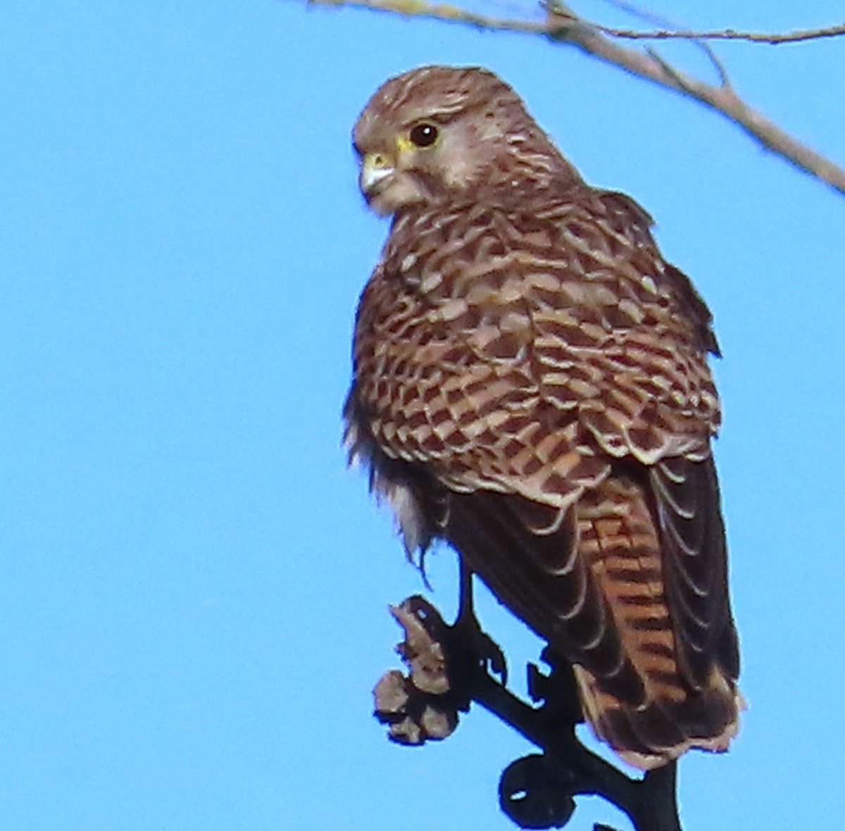 tårnfalk - ML646861513