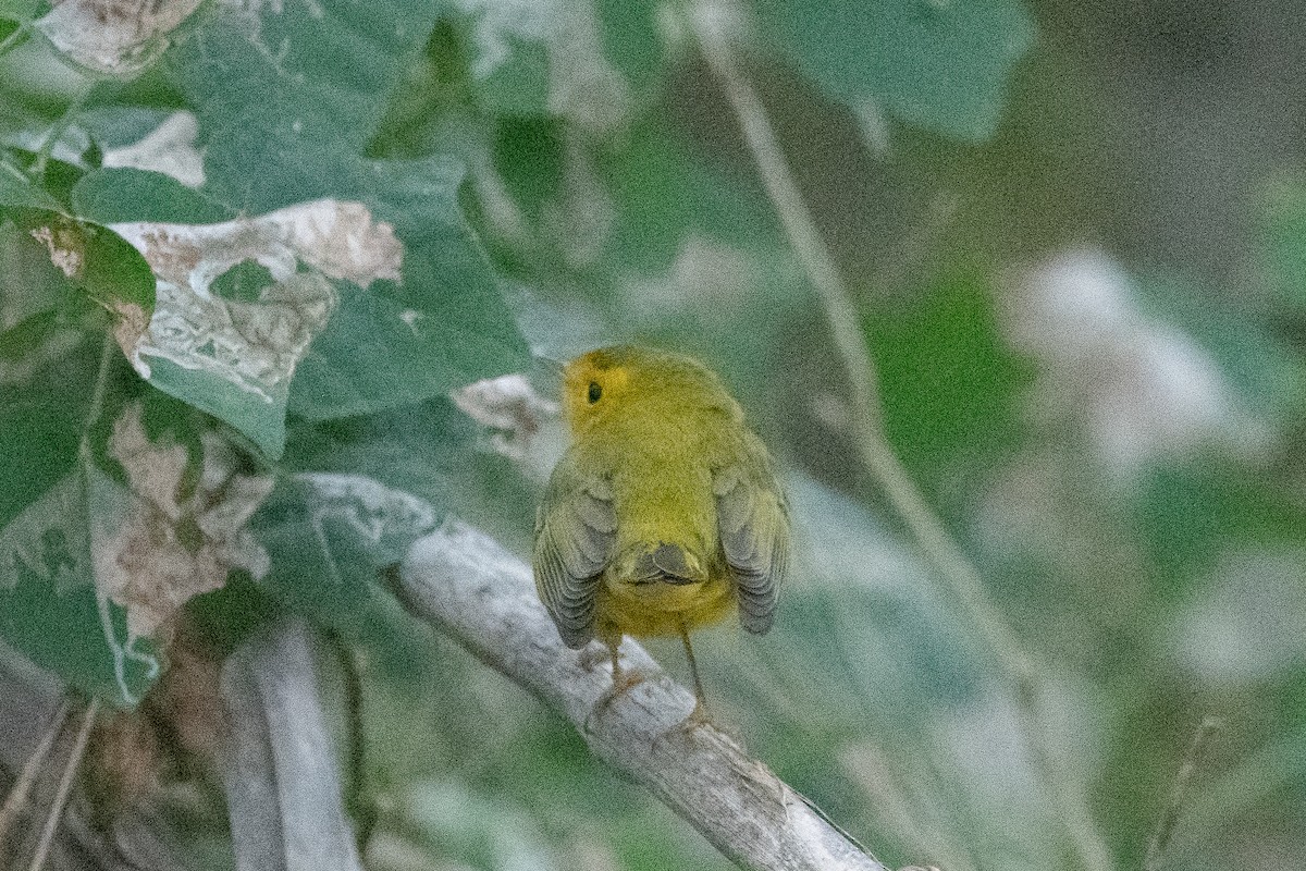 Wilson's Warbler - ML646861514