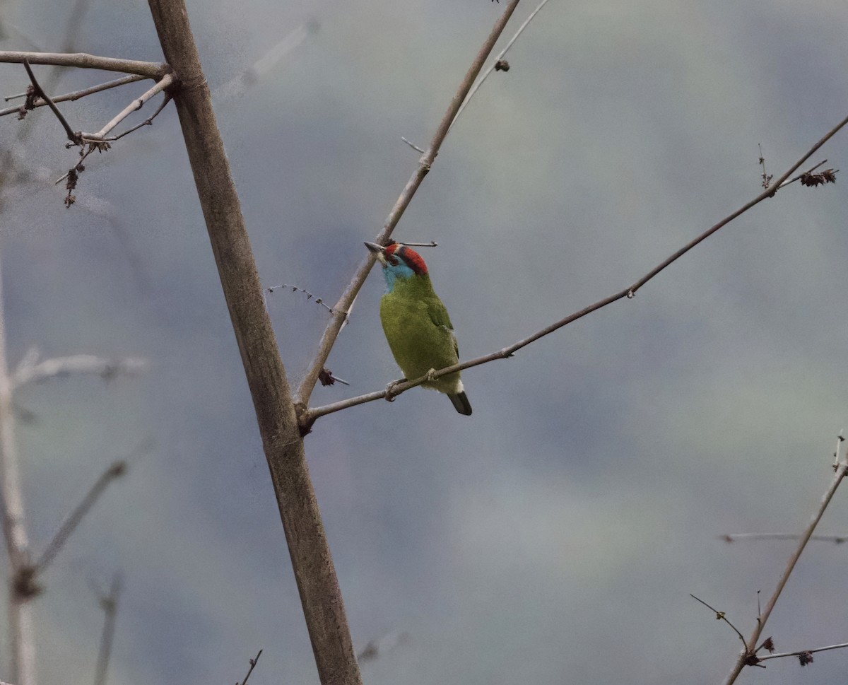 Blue-throated Barbet - ML646861527
