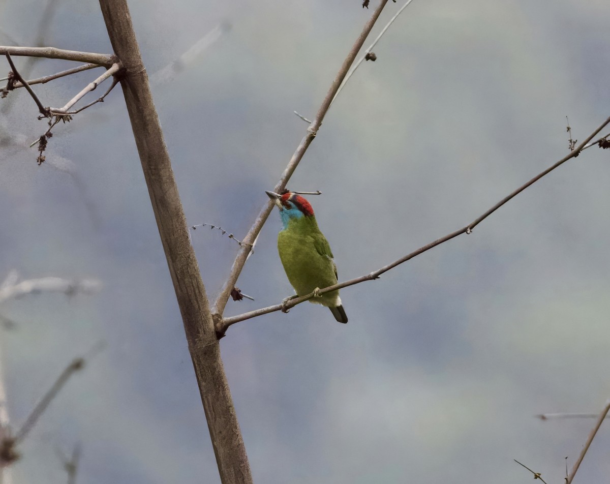 Blue-throated Barbet - ML646861528