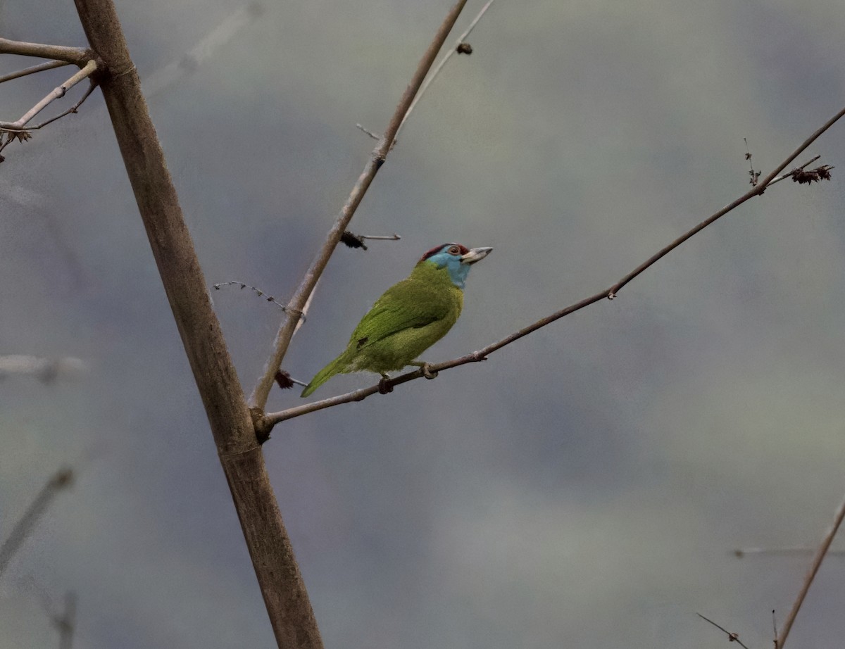 Blue-throated Barbet - ML646861529