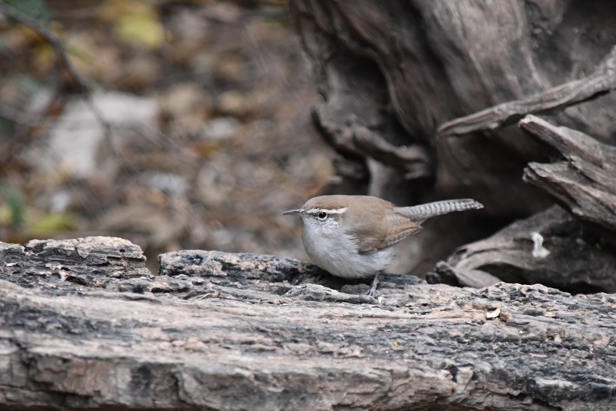 Bewick's Wren - ML646861530