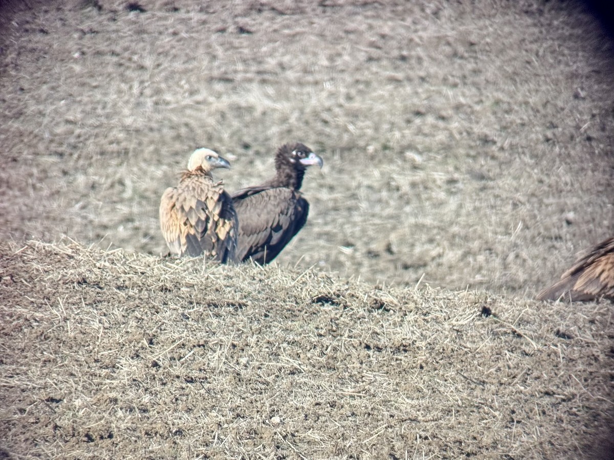 Mönchsgeier - ML646861534