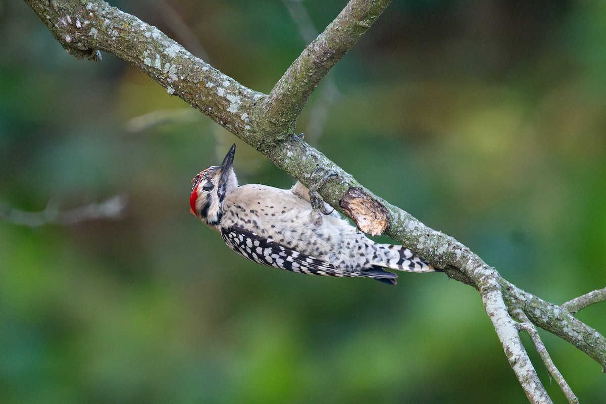 Ladder-backed Woodpecker - ML646861538