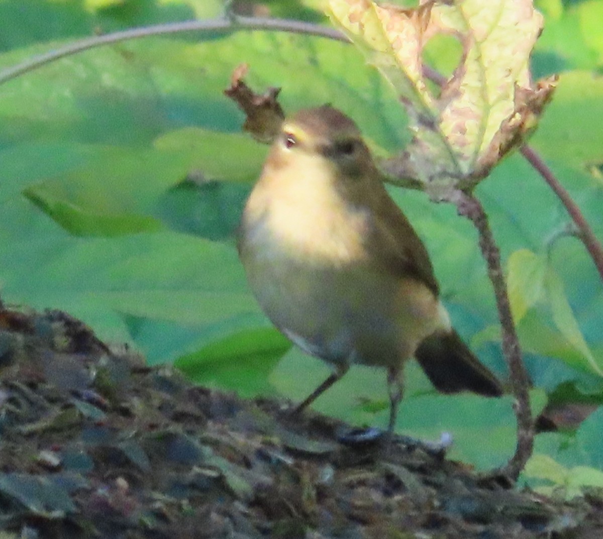 Common Chiffchaff - ML646861539