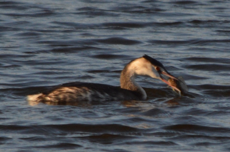 Svasso maggiore - ML646861540