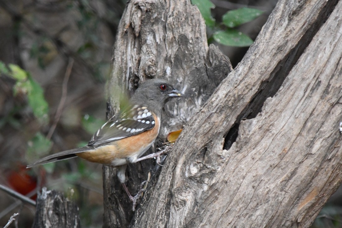 flekktovi - ML646861541