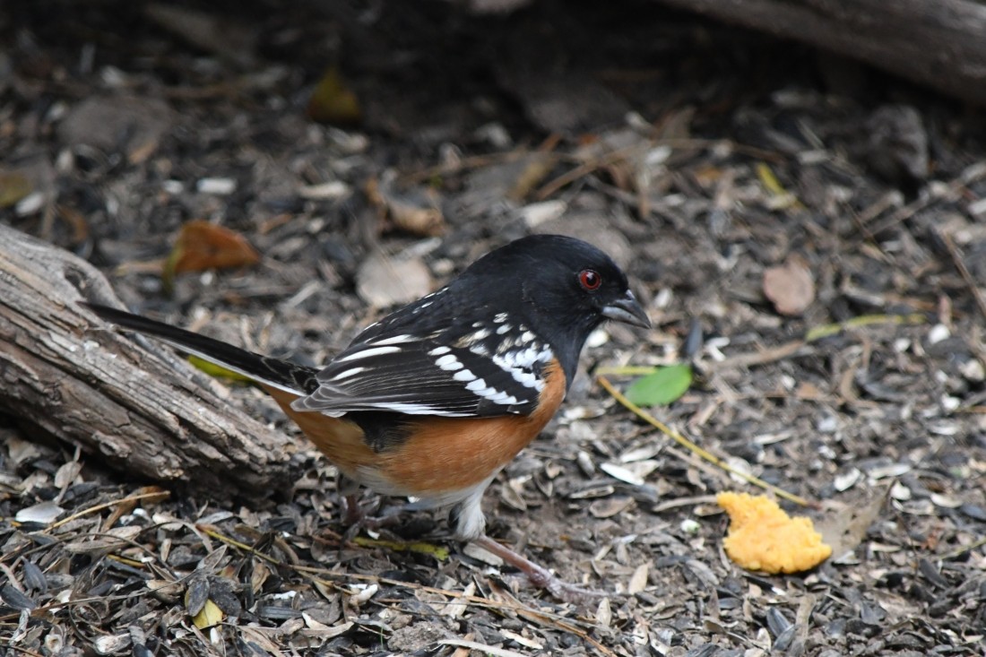 flekktovi - ML646861542