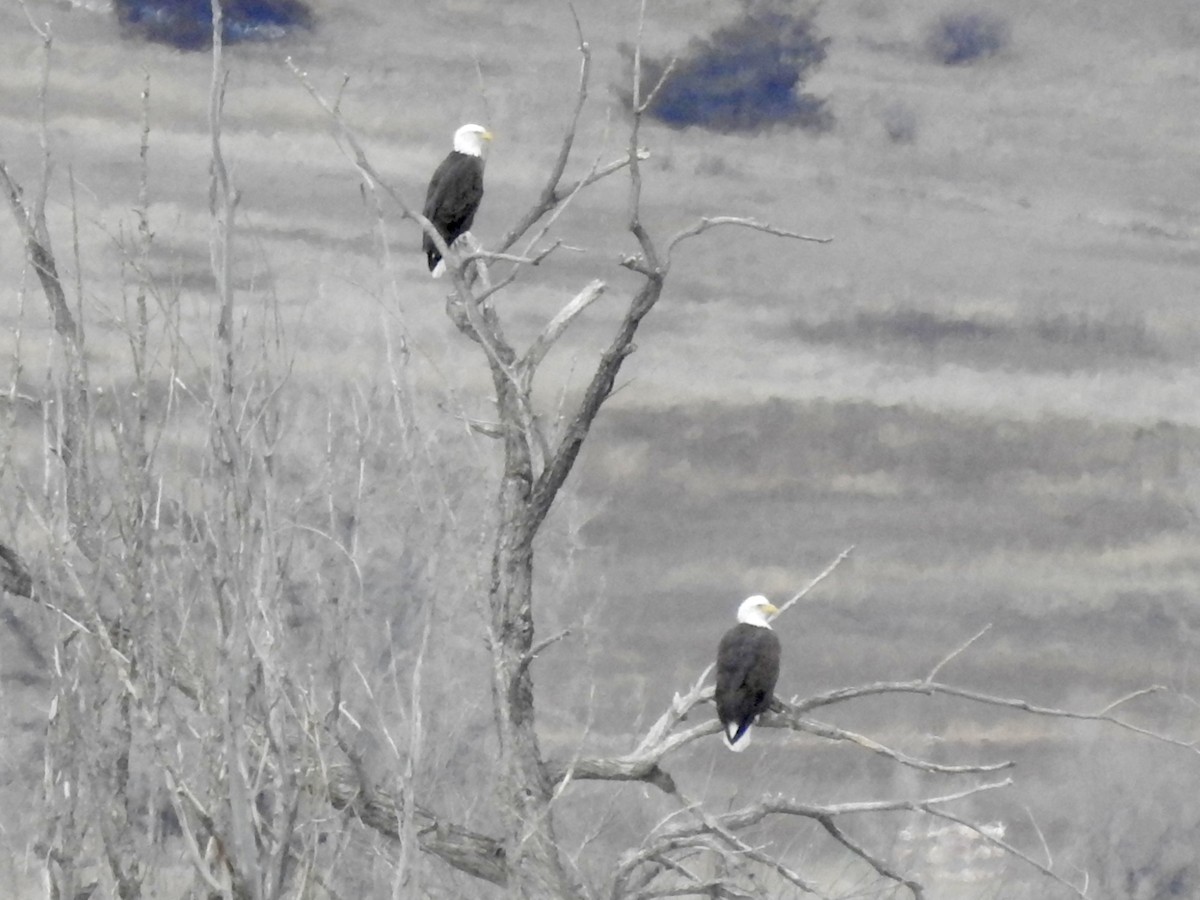 Bald Eagle - ML646861549