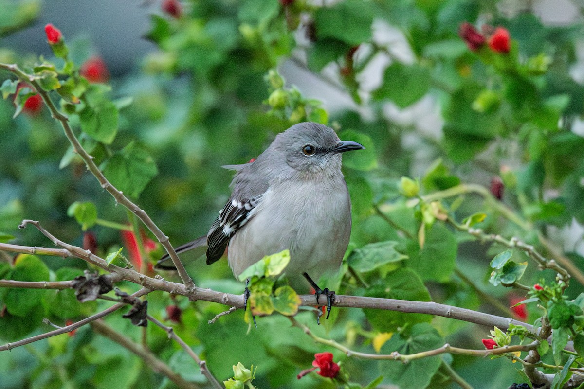Northern Mockingbird - ML646861552