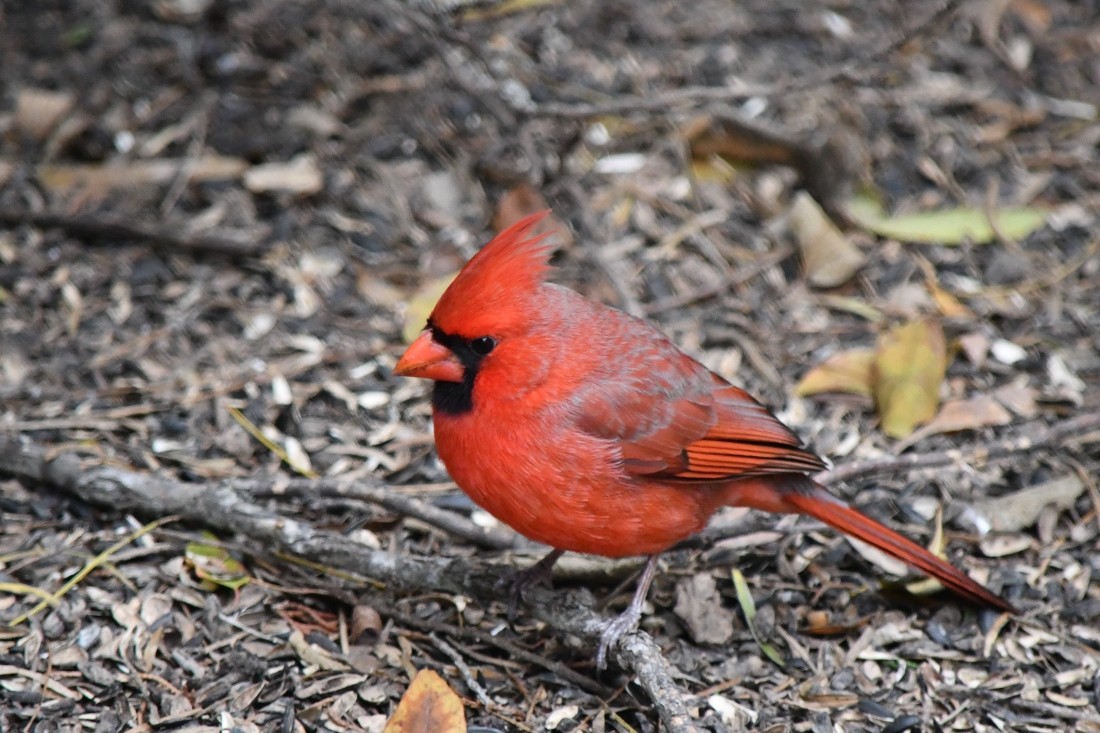 rødkardinal - ML646861553