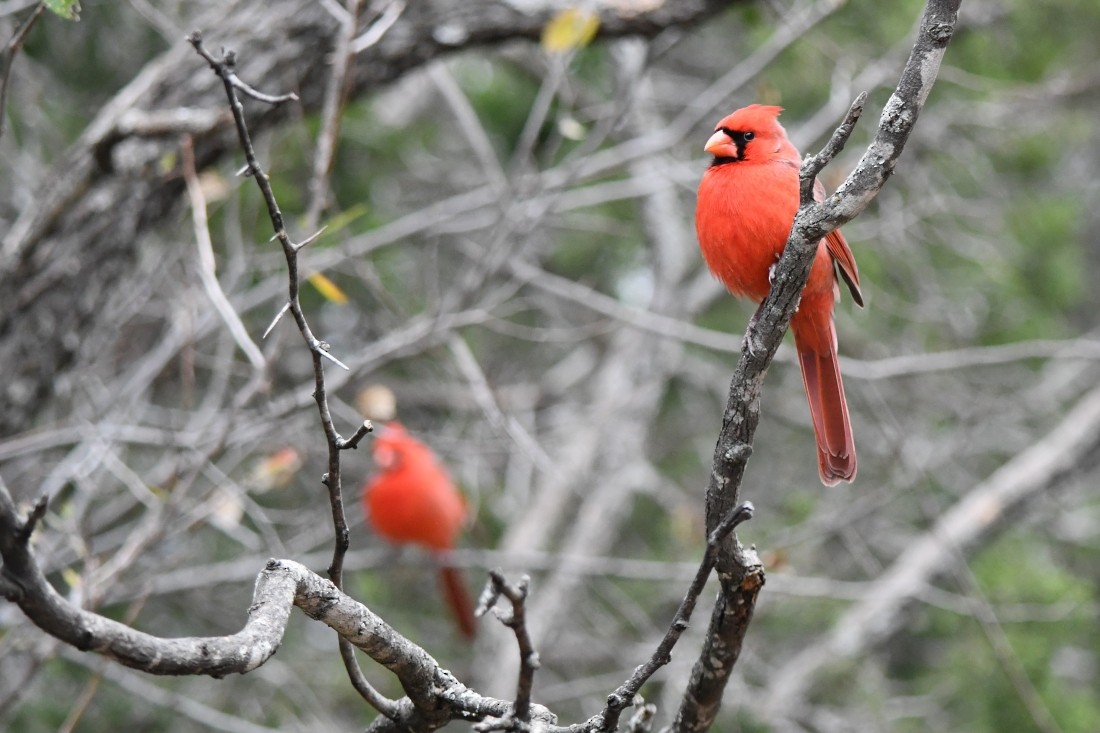 rødkardinal - ML646861554