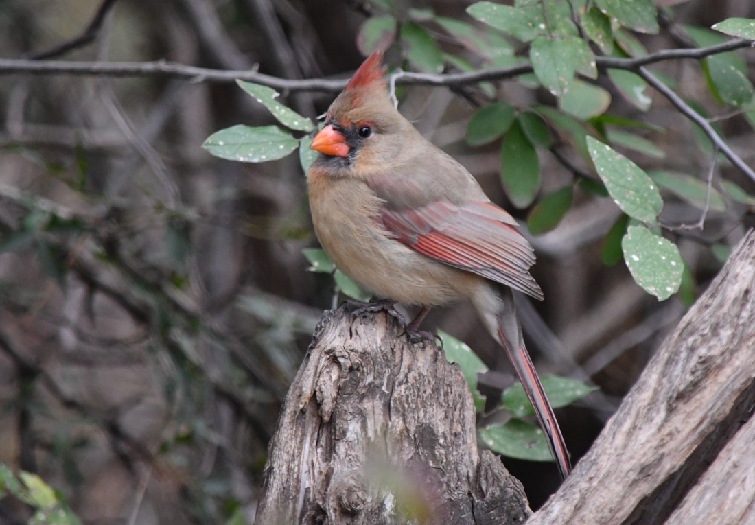 rødkardinal - ML646861555