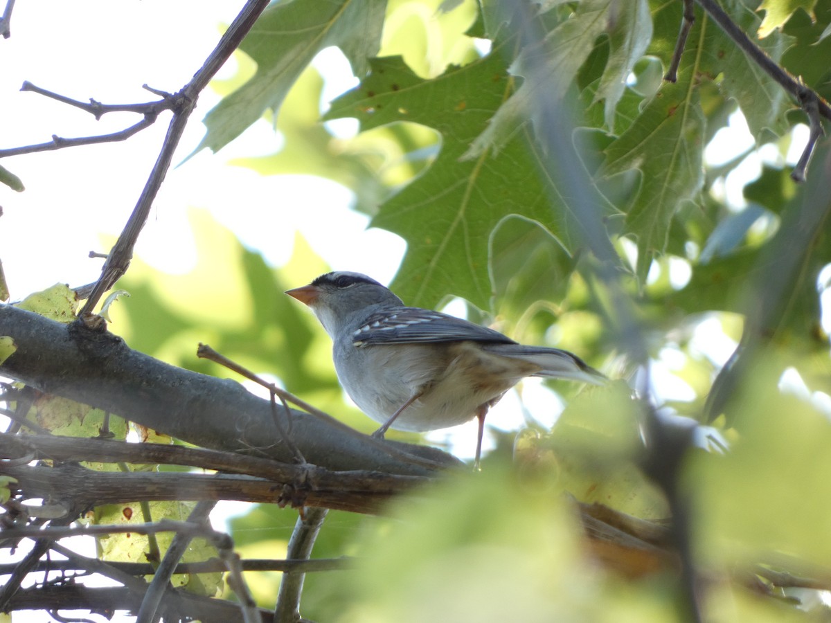White-crowned Sparrow - ML646861557