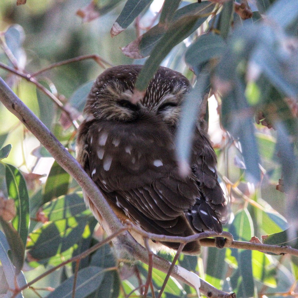 slipeugle - ML646861558