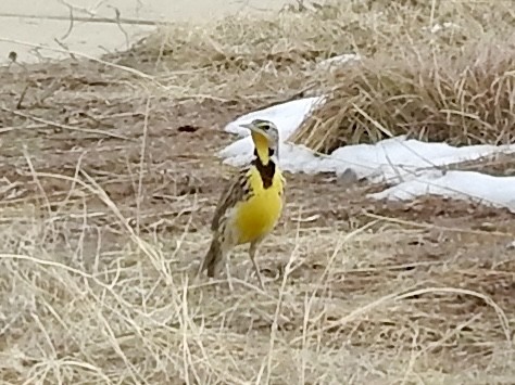 Western Meadowlark - ML646861559