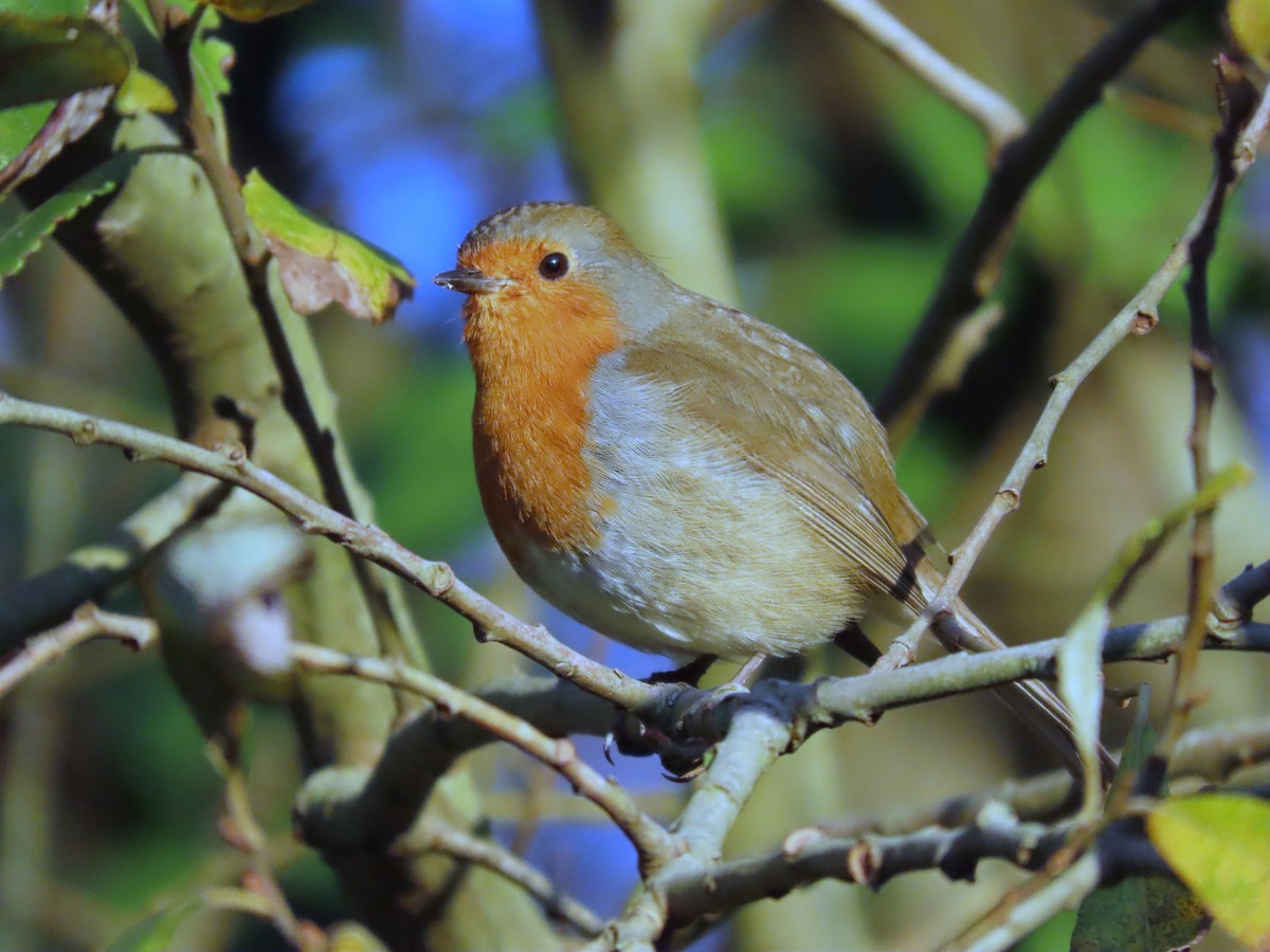 European Robin - ML646861561