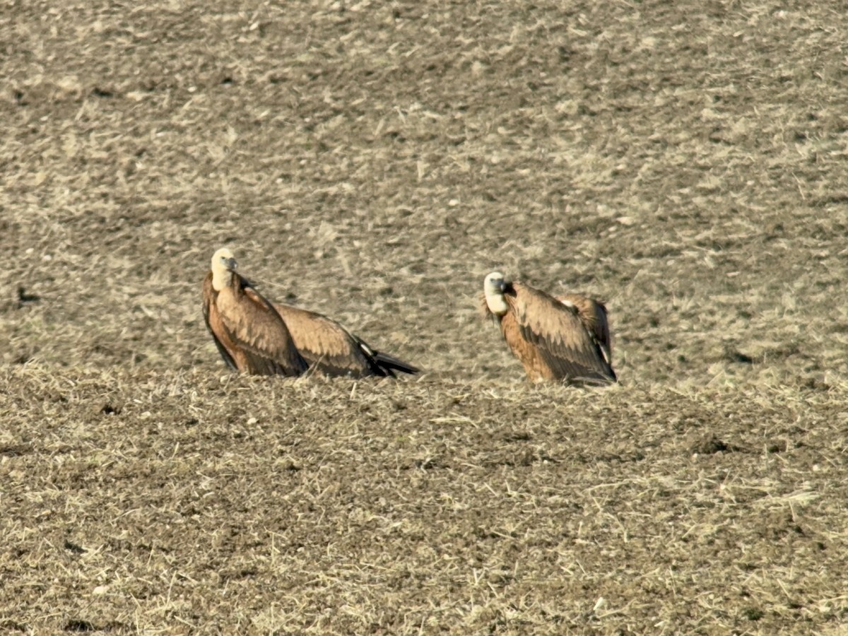 Sai arrea - ML646861563