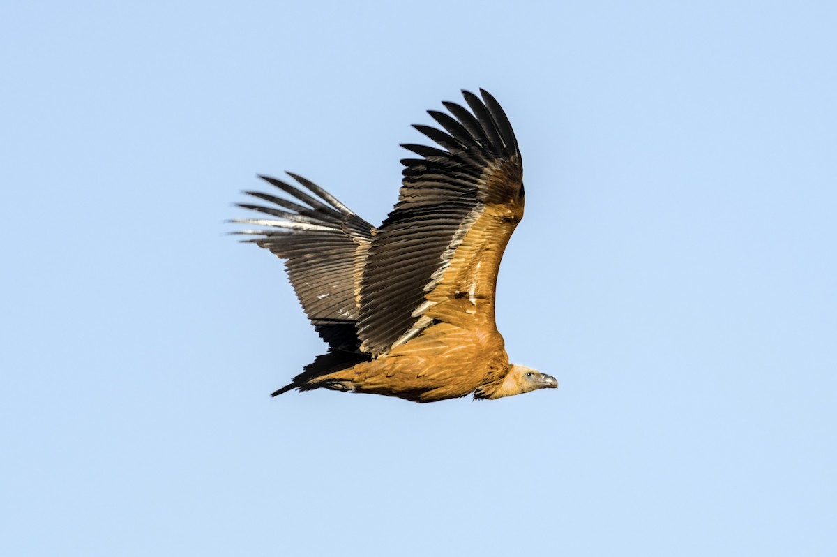 Sai arrea - ML646861564