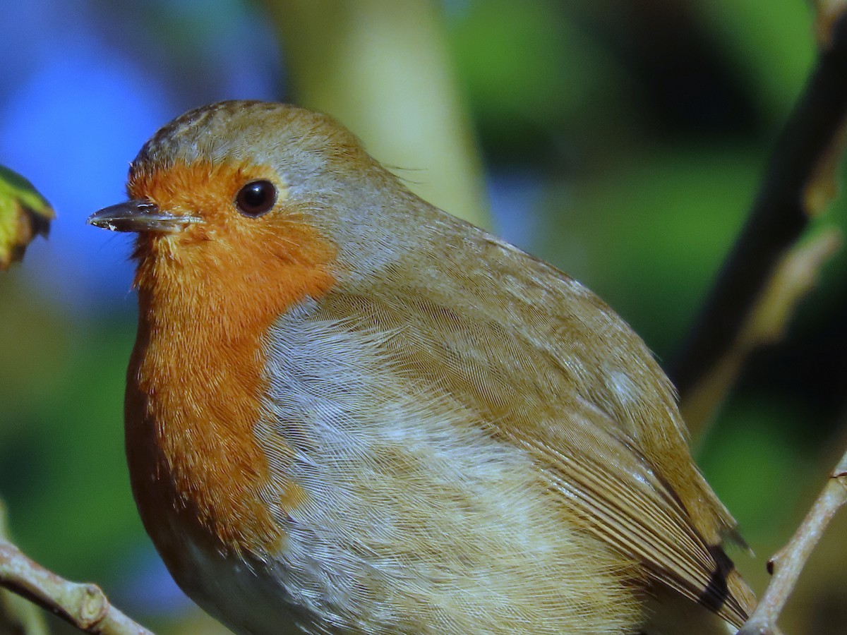European Robin - ML646861567