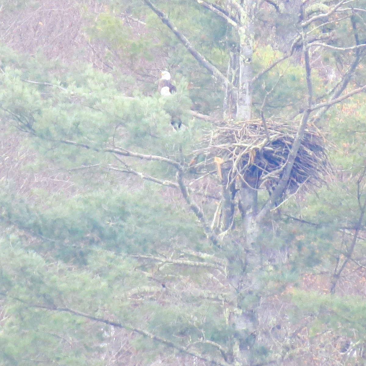 hvithodehavørn - ML646861570