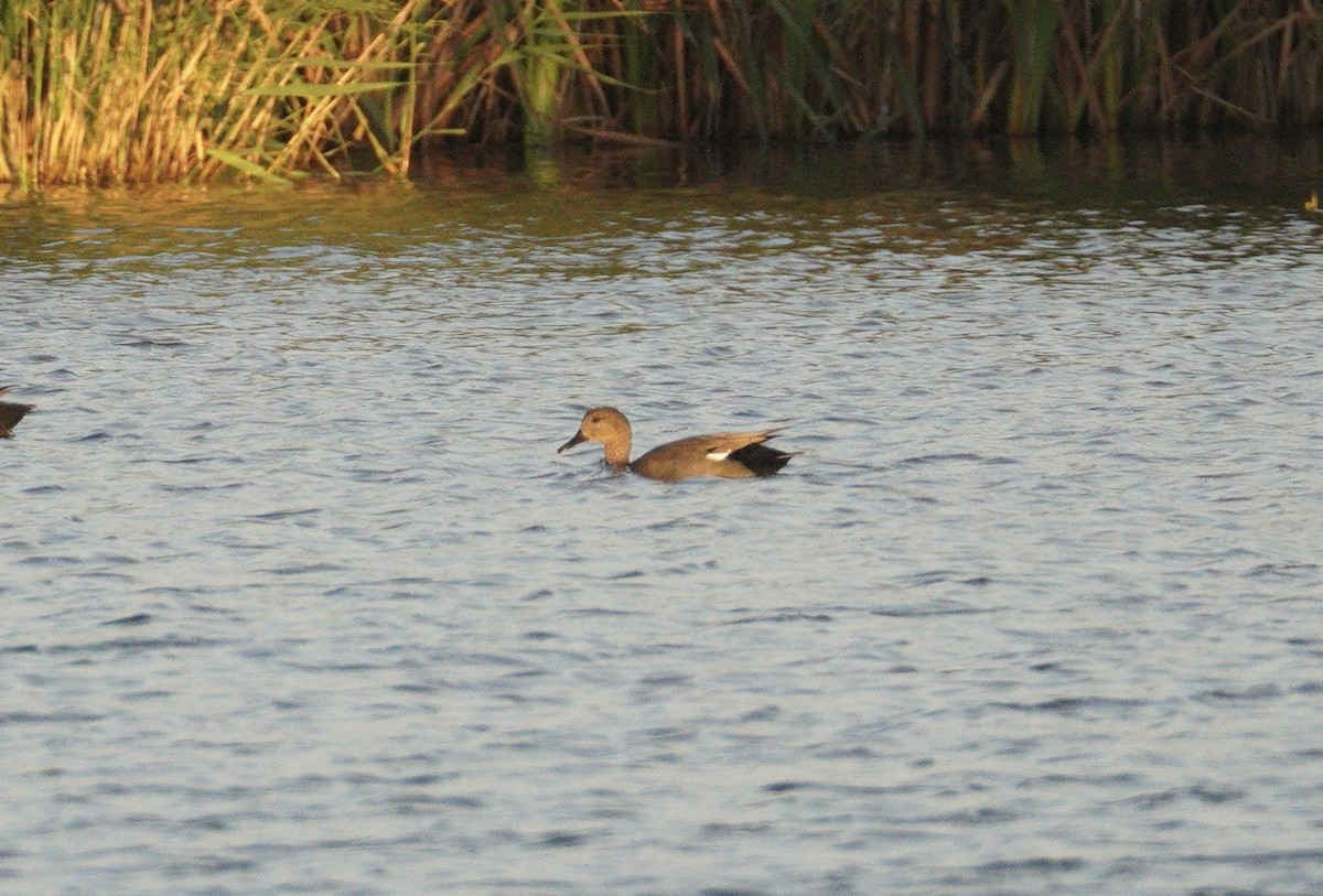 kopřivka obecná - ML646861572