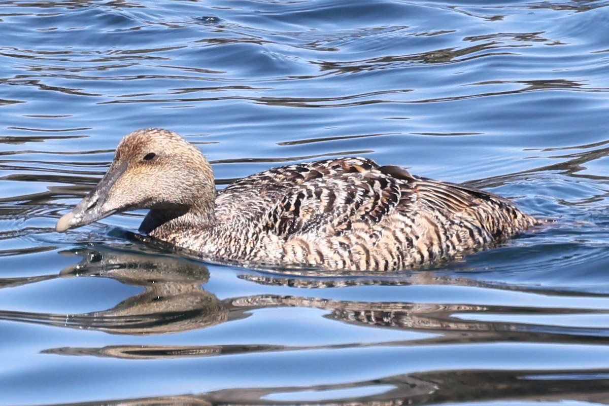 ærfugl - ML646861573