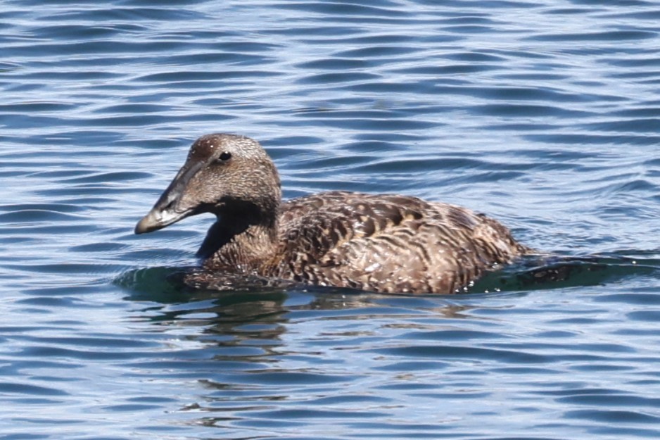 ærfugl - ML646861574