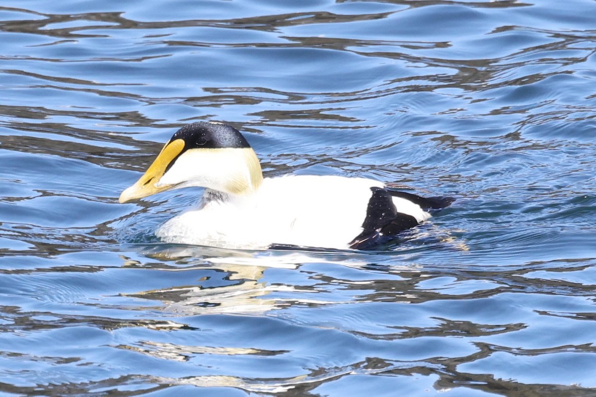 ærfugl - ML646861575