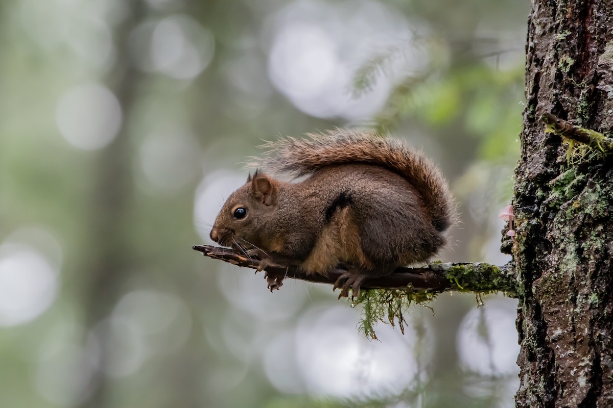 Douglas' Squirrel - ML646861576