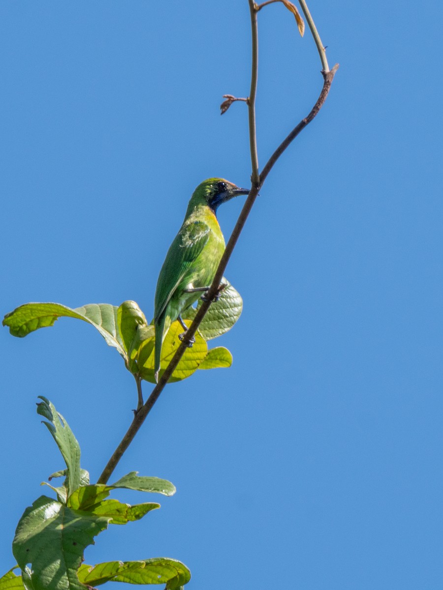 Golden-fronted Leafbird - ML646861580